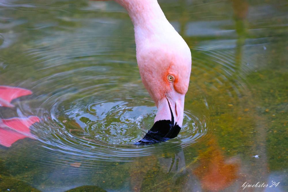 Flamingo Drink