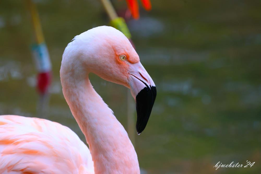 Flamingo Droplet