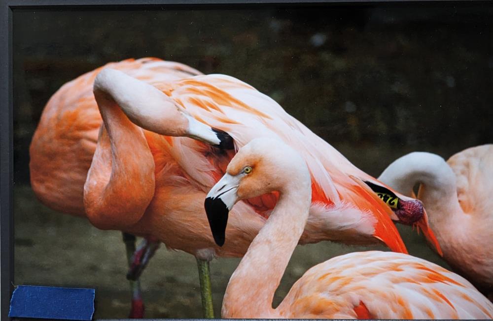 Flamingo Friends