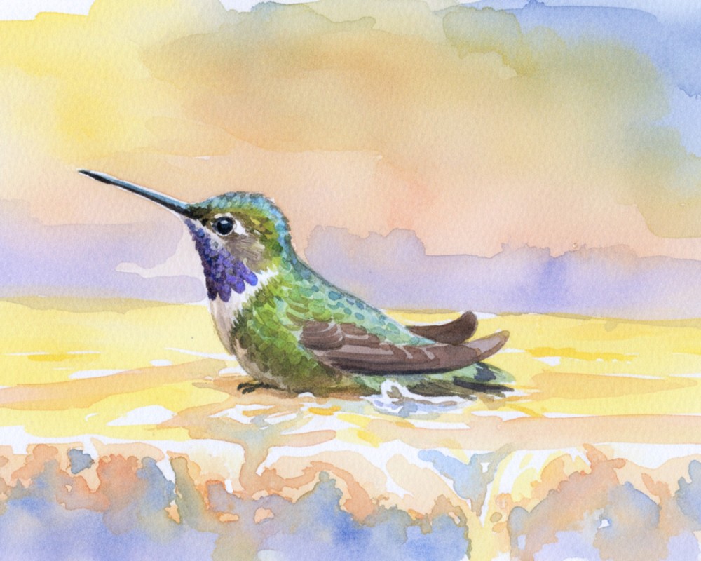 Hummingbird Droplets