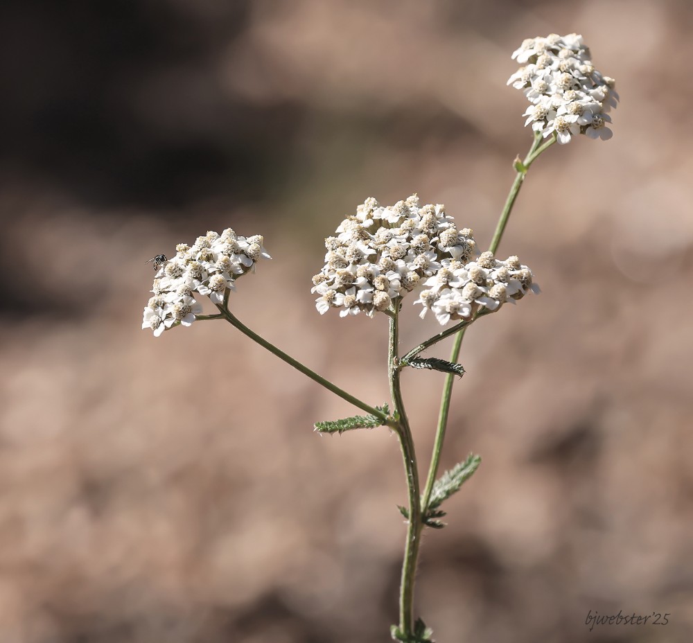Palo Duro Wildflower