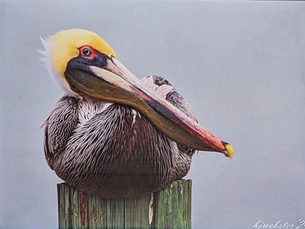 Pelican Flirt