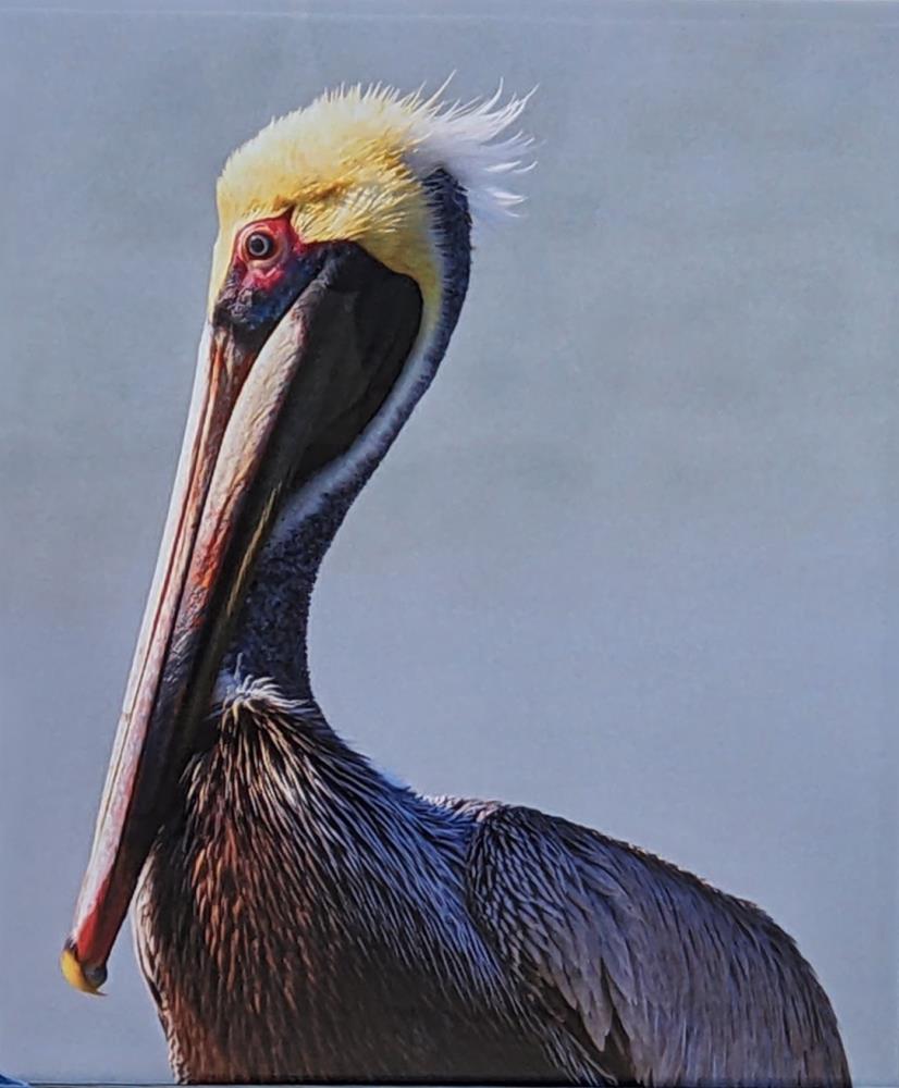 Pelican Profile