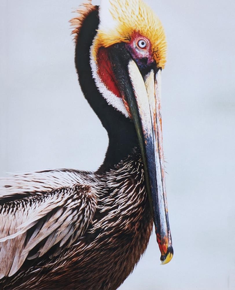 Pelican Stare