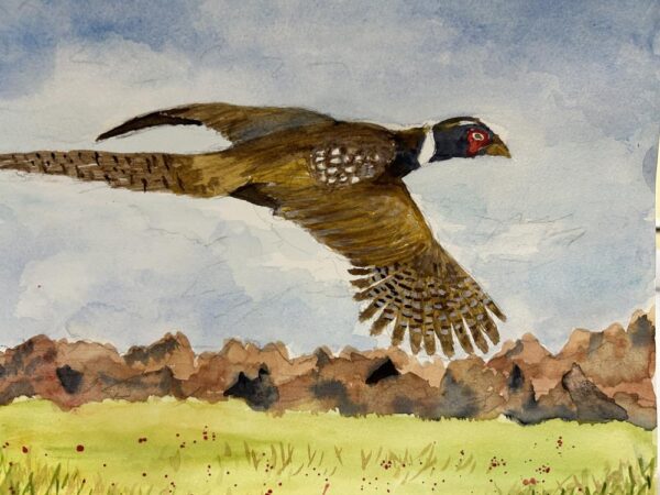 Pheasant Flying High