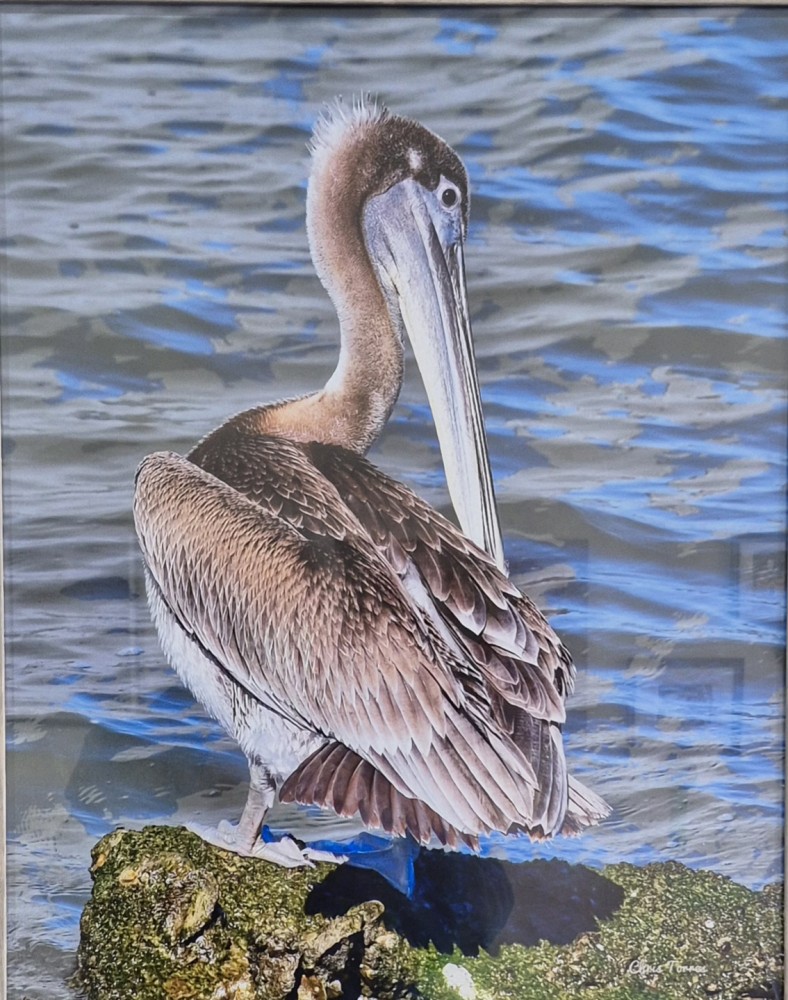 Brown Pelican