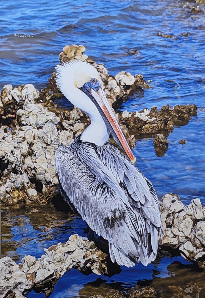 Pelican, Pelican