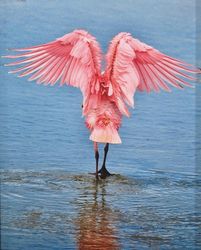 Pink Wings