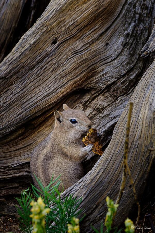 Chipmunk Lunch