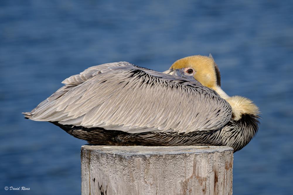 Peek-A-Boo Pelican