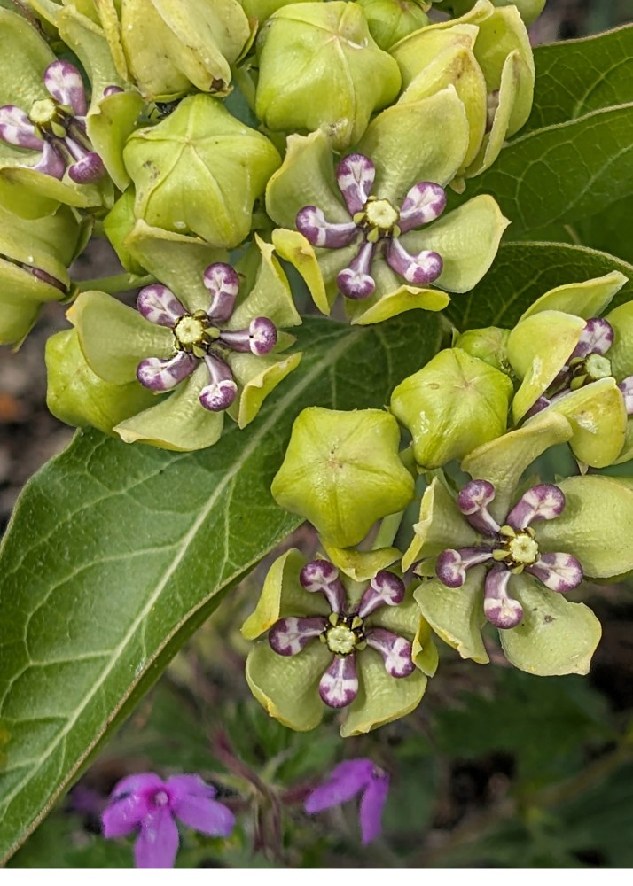 Spider Milkweed No. 2