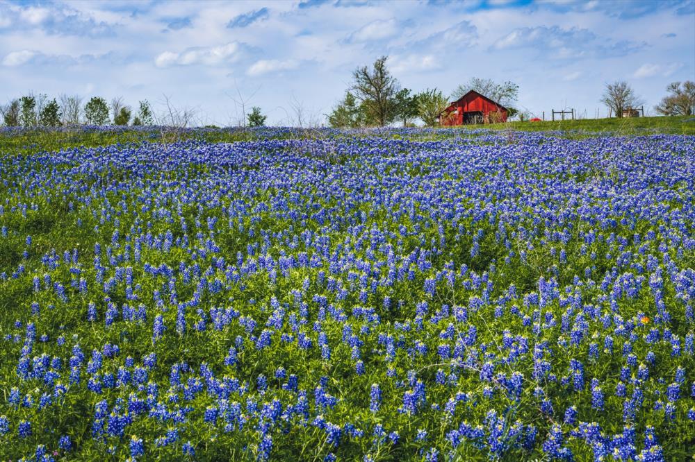 Bluebonnet Field