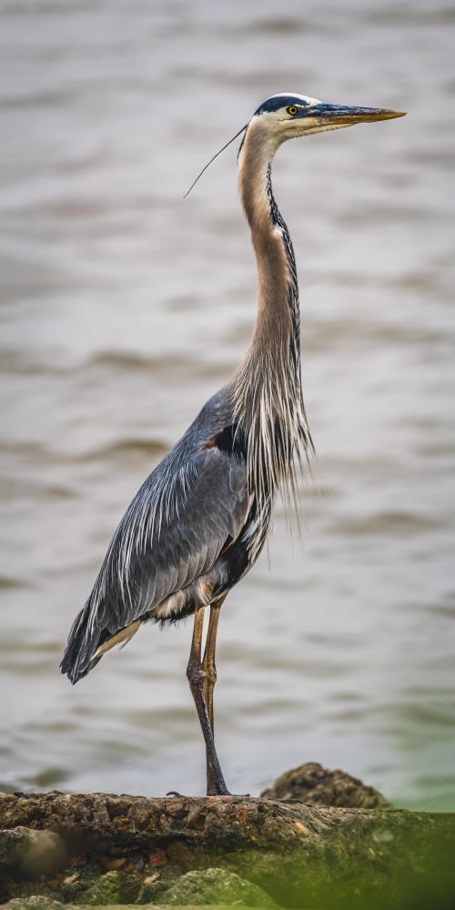 Serenity of the Great Blue Heron