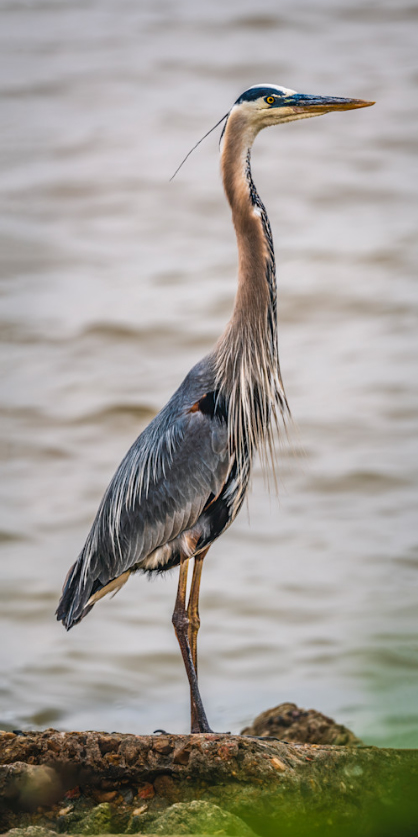 Serenity of the Great Blue Heron