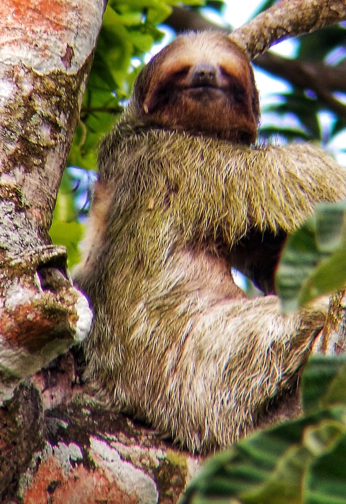Costa Rican Sloth