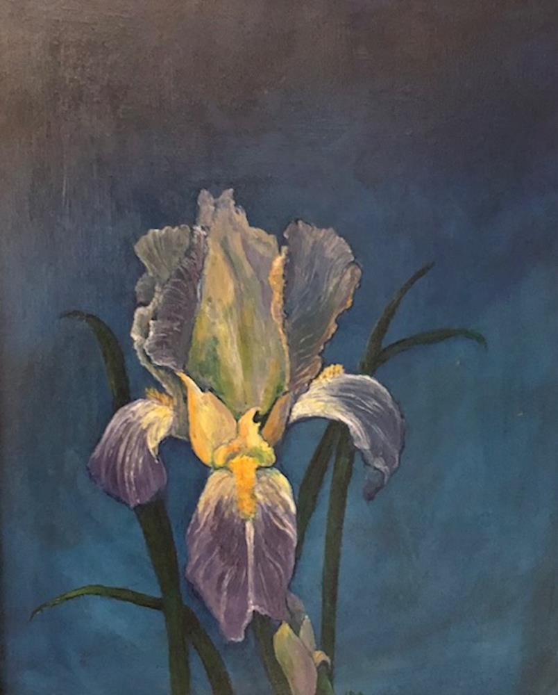 Colorado Iris
