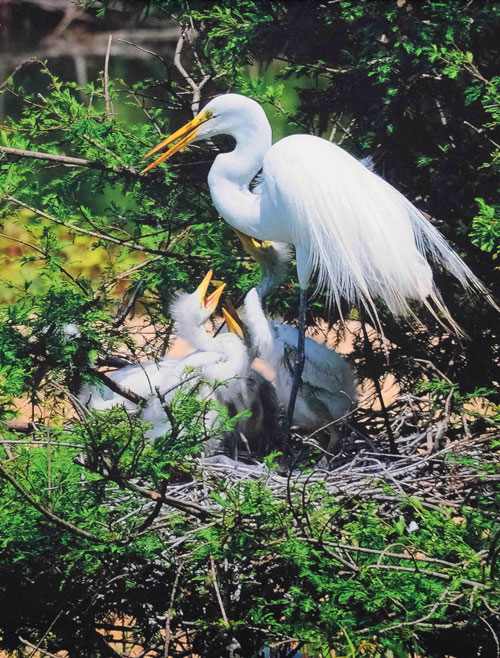 White Egret with Babies