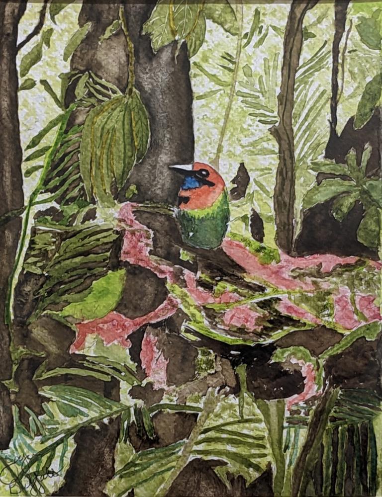 Songbird of Costa Rica #1