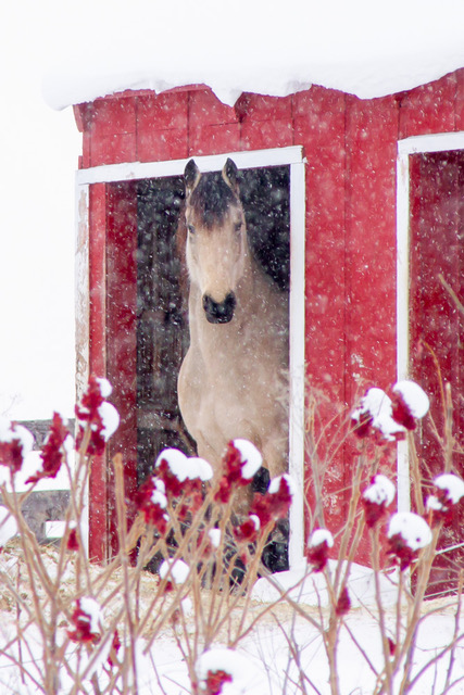 A Pony for Christmas