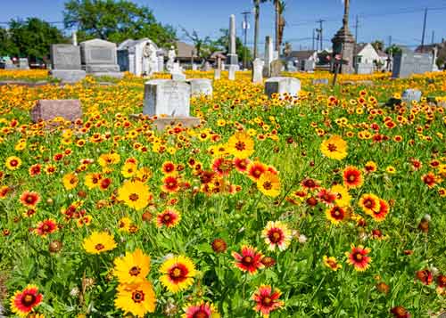Blooms at Broadway Cemetery
