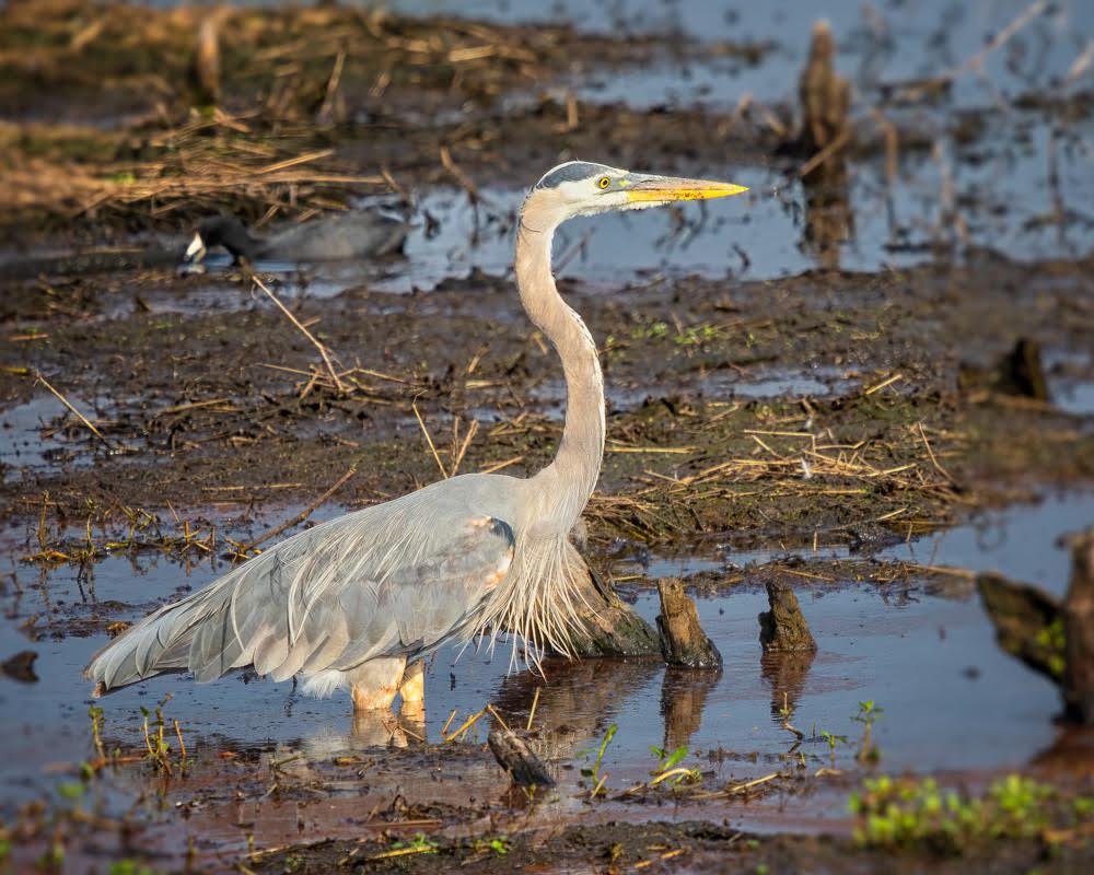 Blue Heron