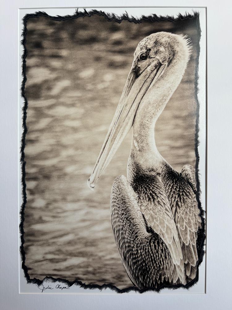 Brown Pelican in Sepia