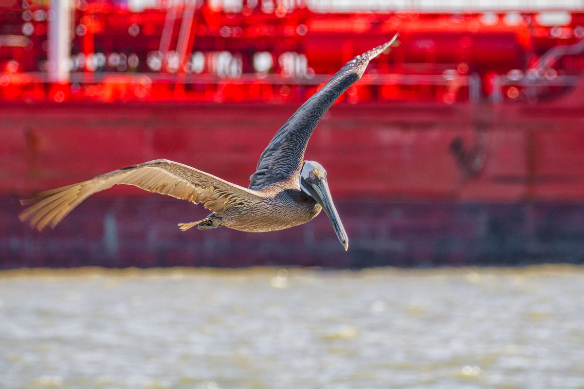 Gliding Through Galveston