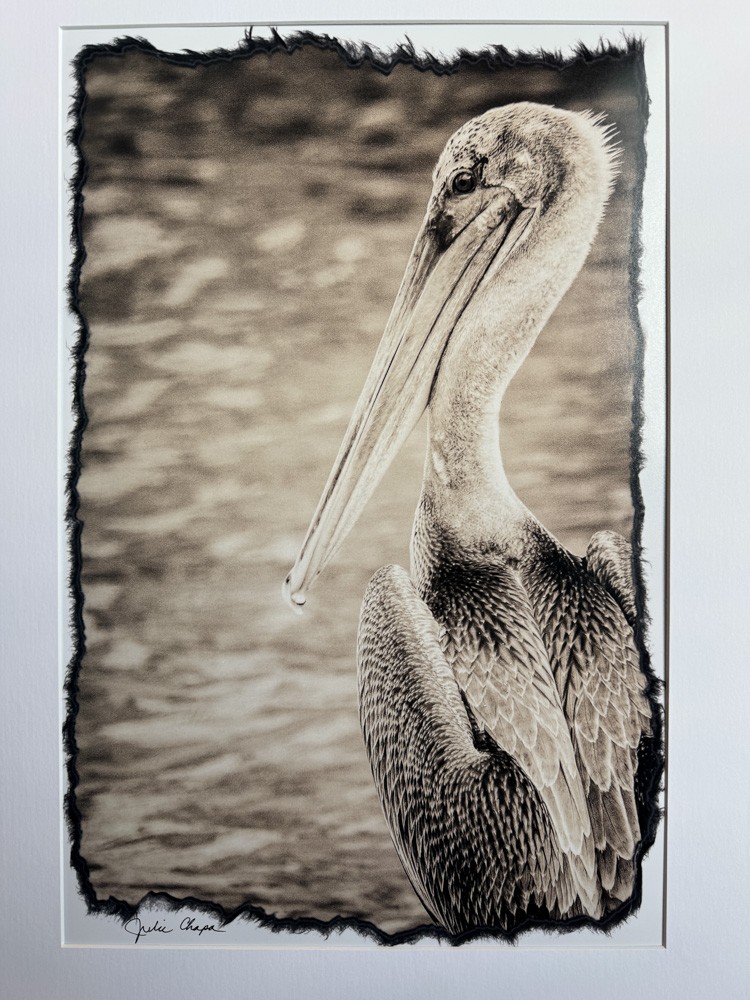 Pelican in Sepia