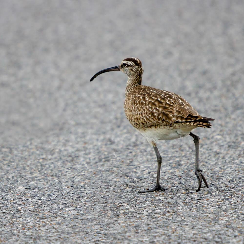 Whimbrel Walking