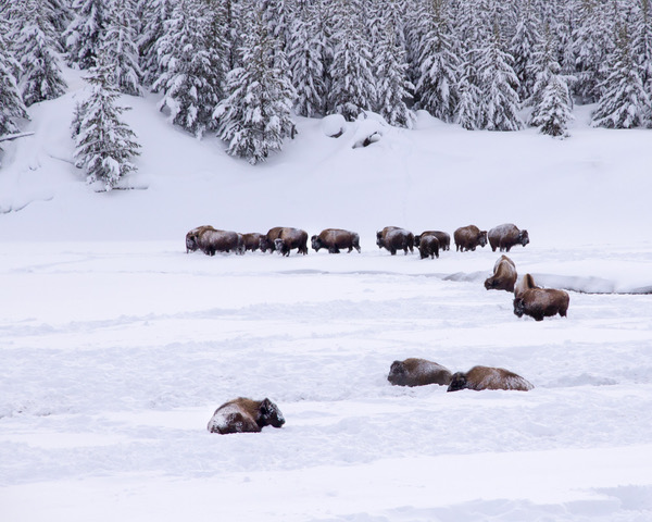 Wintering Bison of Yellowstone