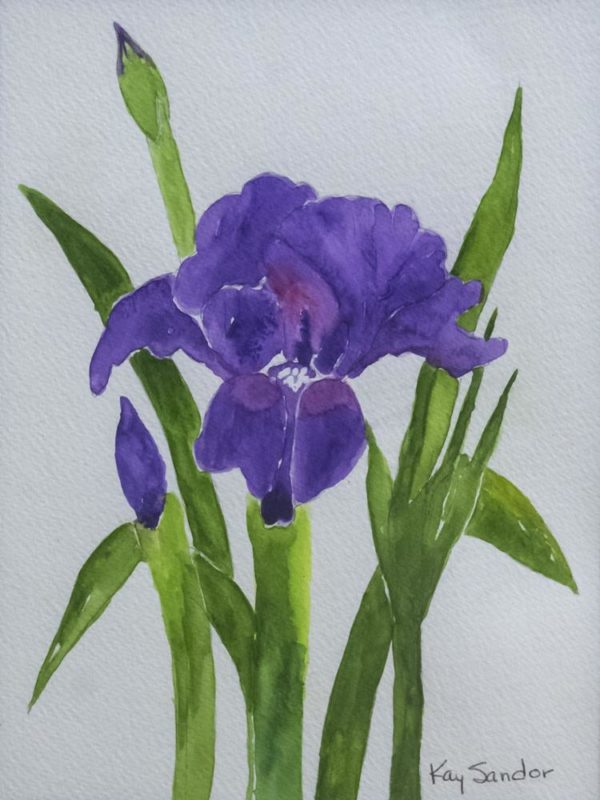 Bearded Purple Iris