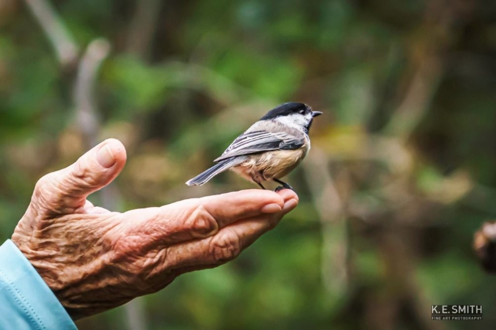 Friendly Carolina Chickadee