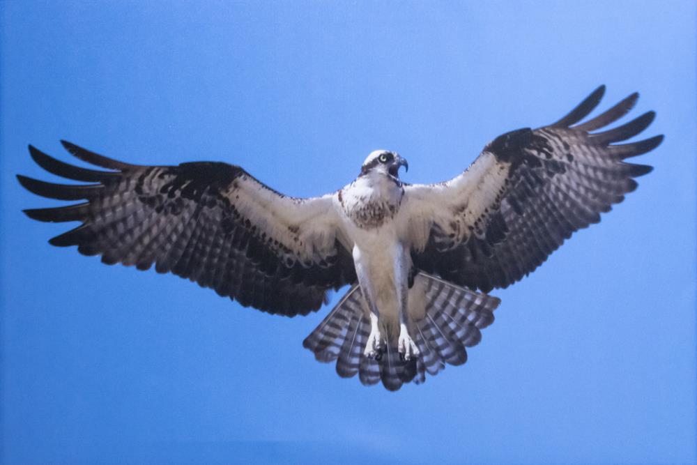 Angry Mother Osprey