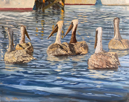 Brown Pelicans Swimming