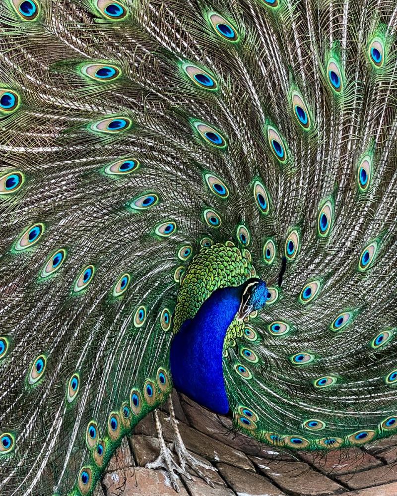 Swirling Peacock