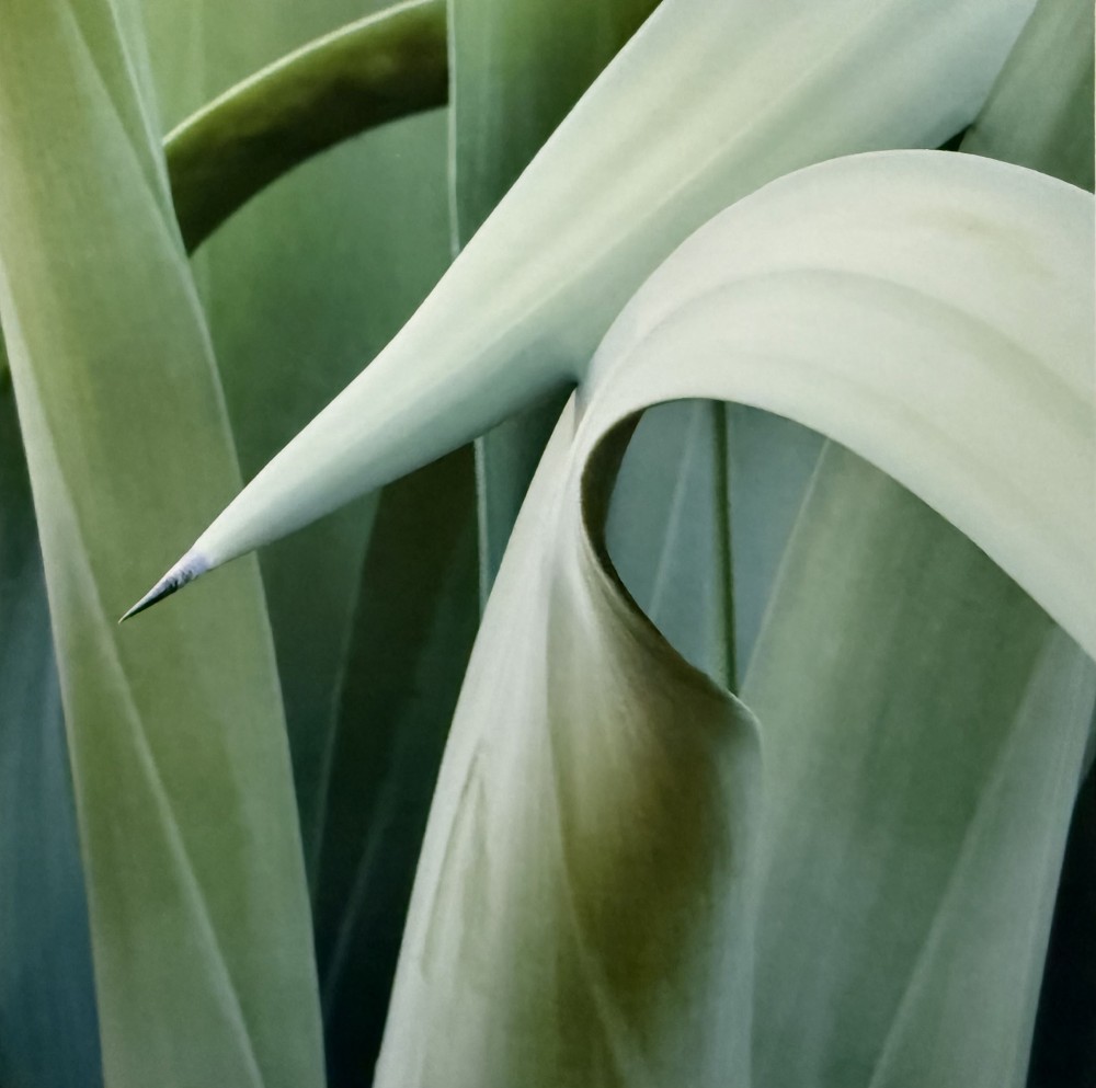 Agave 1