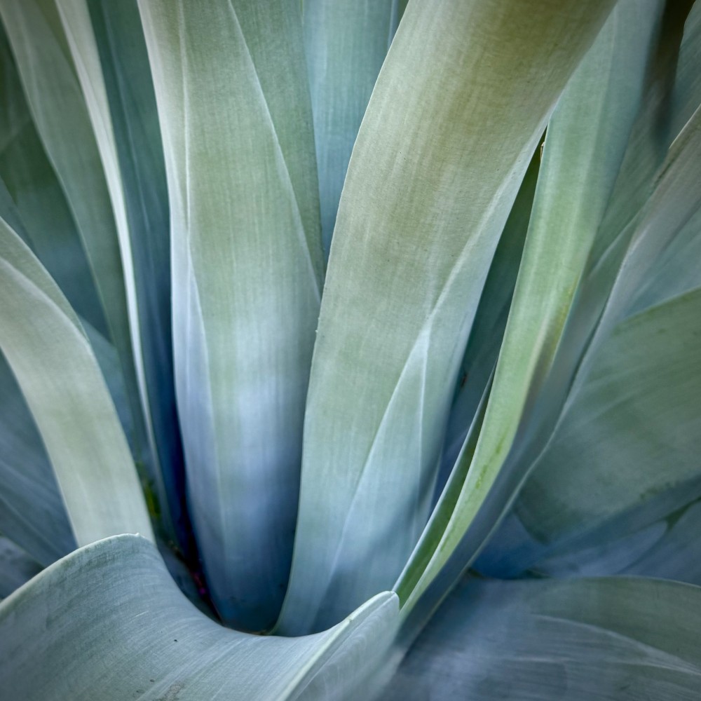 Agave 3
