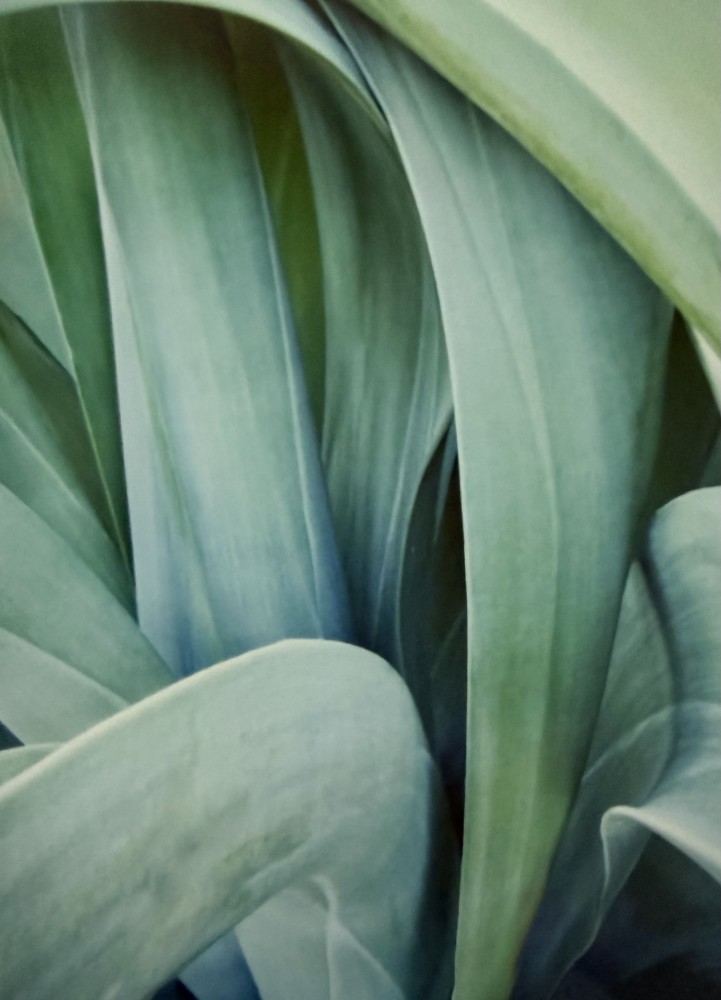 Agave 5
