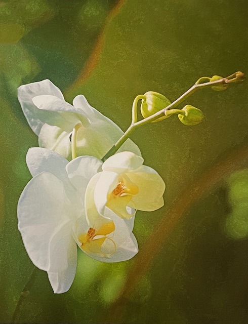 Moth Orchid 3