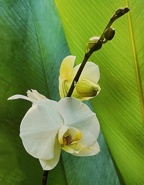 Moth Orchid 5