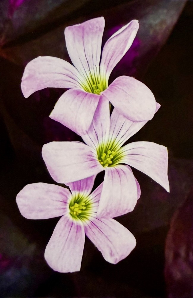 Oxalis Triangularis