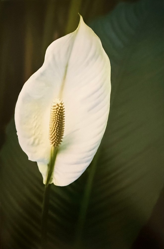 Spathiphyilum Wallisii