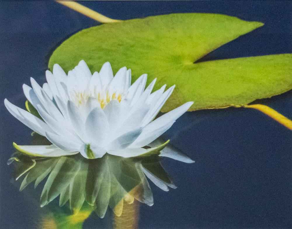 Water Lily No. 1