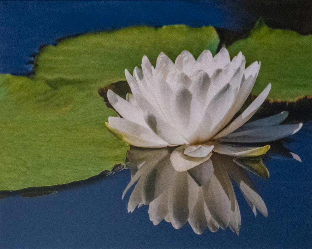 Water Lily No. 3
