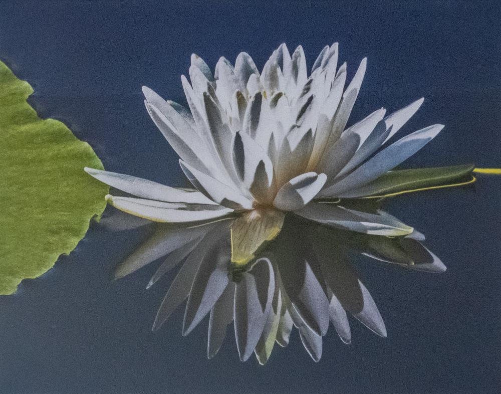 Water Lily No. 5