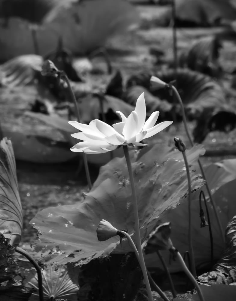 Glow of the Water Lily
