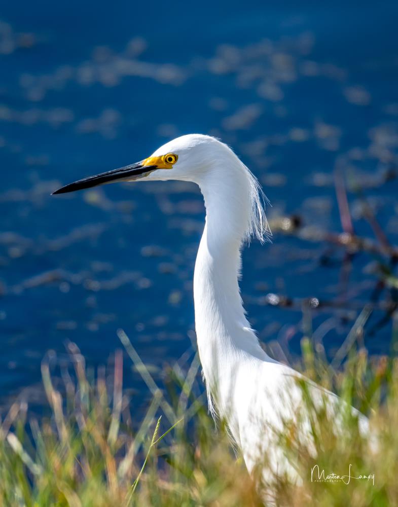 Egret by the Water