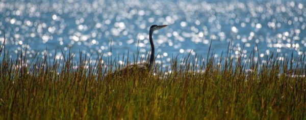 Great Blue Heron behind the Grass