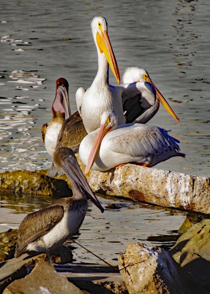 A Plethery of Pelicans