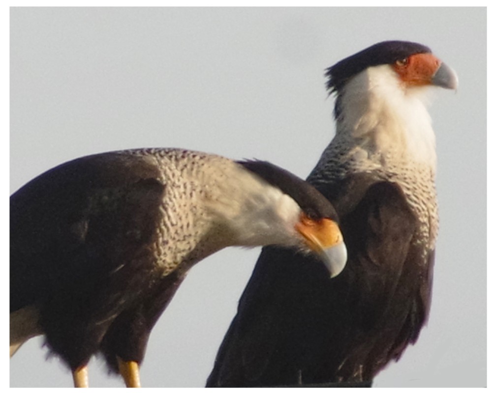 A Pair of Crested Caracaras